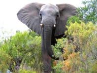 Addo National Park